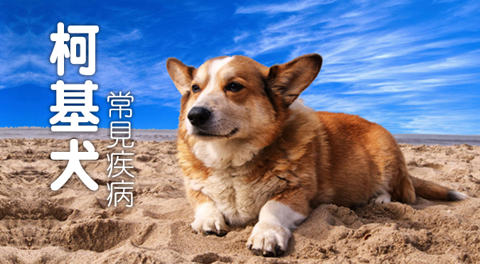 犬图片