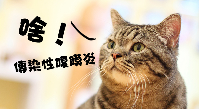 讓所有貓咪聞之色變u2014傳染性腹膜炎 HotPets 哈寵誌