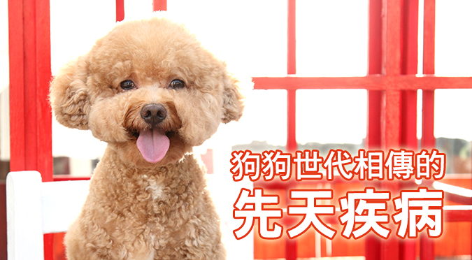 狗狗世代相傳的先天疾病 Hotpets 哈寵誌