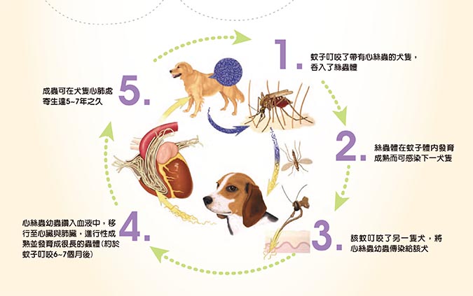 狗狗生命大敵 心絲蟲 Hotpets 哈寵誌