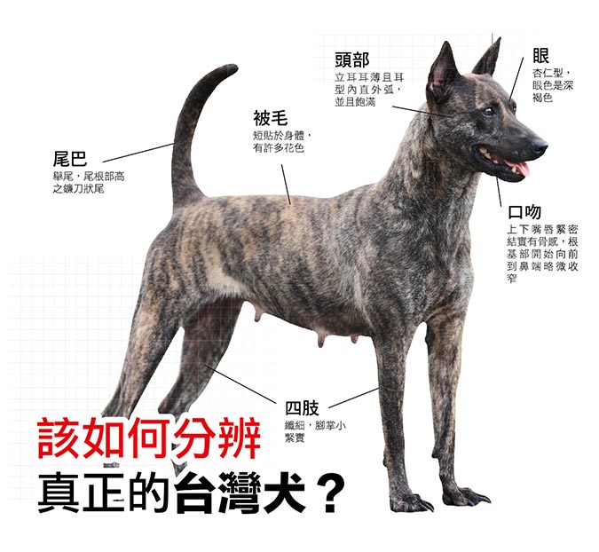 米克斯跟台灣犬是一樣的嗎 Hotpets 哈寵誌