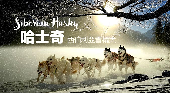 西伯利亞雪橇犬 哈士奇siberian Husky Hotpets 哈寵誌