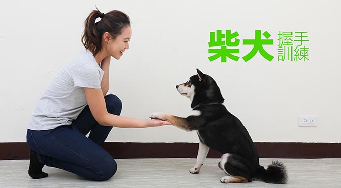 柴犬 握手paw訓練 Hotpets 哈寵誌