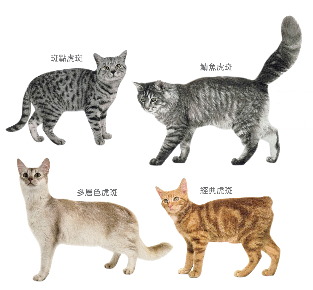 貓咪花紋大整理 你有想過為什麼貓咪長這樣嗎 Hotpets 哈寵誌