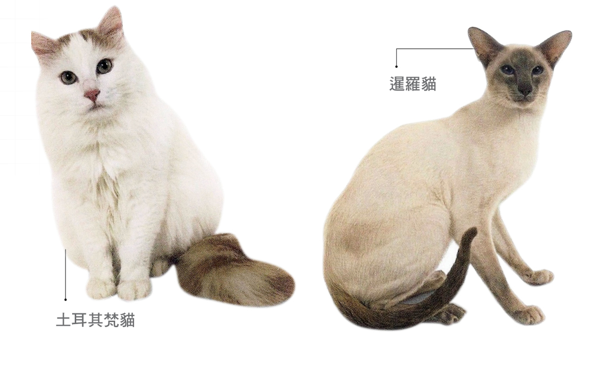 貓咪花紋大整理 你有想過為什麼貓咪長這樣嗎 Hotpets 哈寵誌