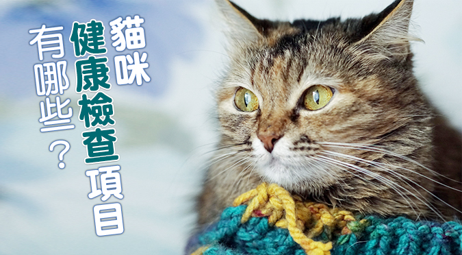 貓咪健康檢查項目有哪些 Hotpets 哈寵誌