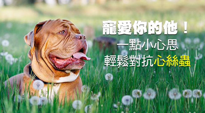 寵愛你的他 一點小心思輕鬆對抗心絲蟲 Hotpets 哈寵誌