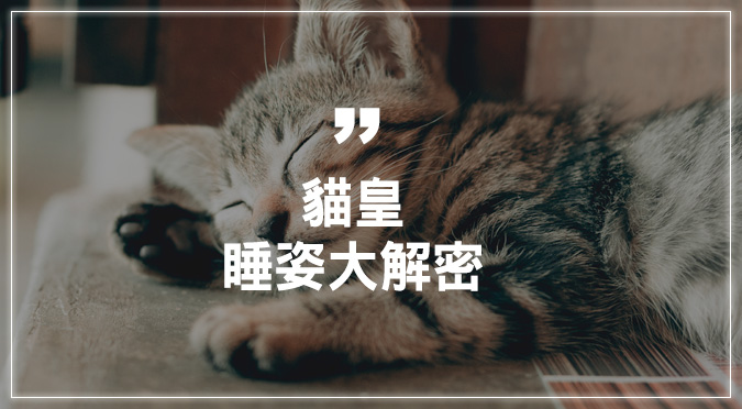 貓皇睡姿大解密 Hotpets 哈寵誌