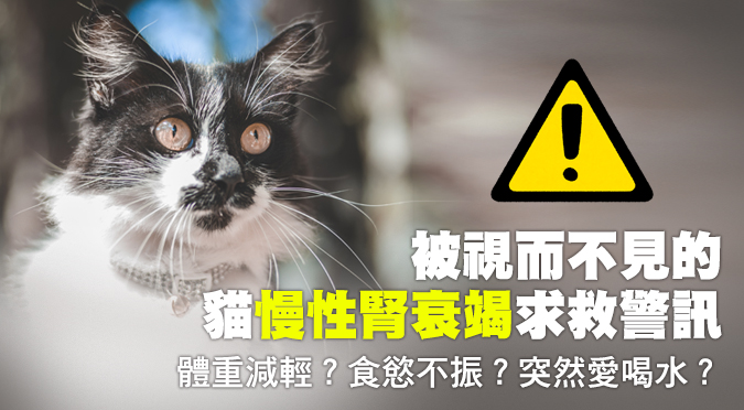 犬貓過敏怎麼辦？貓狗過敏原因、症狀一次看 HotPets 哈寵誌