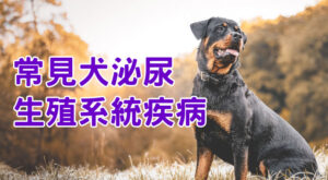 常見犬泌尿生殖系統疾病