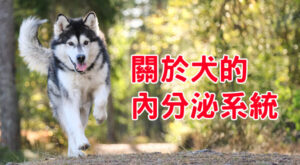 關於犬的內分泌系統