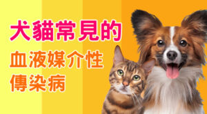 犬貓常見的血液媒介性傳染病